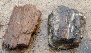 Louisiana Petrified Wood Petrified Wood Gems And Minerals Wood