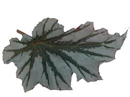 Image result for Begonia oxyloba