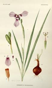 Image result for Zygotritonia