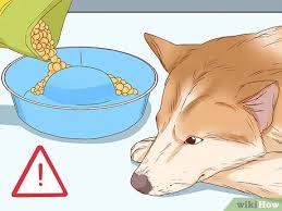 Bir Kopegin Hamile Oldugu Nasil Anlasilir Wikihow