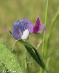 Image result for Lathyrus hirsutus