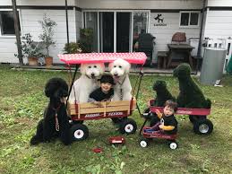 ARCHE! Web Journal ｜ 宮城・仙台のペット情報はアルシュ！