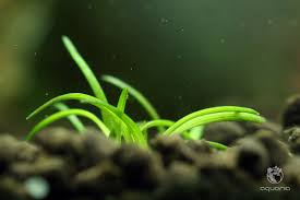 Image result for Eriocaulon buchananii