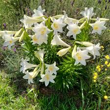 Image result for Tapura fischeri