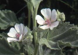 Plant marshmallow plants about 1 foot apart in a well prepared perennial bed. Althaea Officinalis Marsh Mallow Identification Distribution Habitat