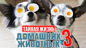 смотреть мультик тайная жизнь домашних животных все серии подряд Tajnaya Zhizn Domashnih Zhivotnyh Po Russki 3 Seriya Youtube