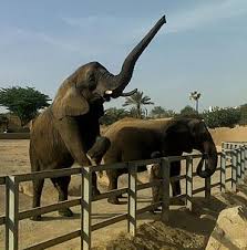 View statistics, top players and guides for tusk on dotabuff. ÙÙŠÙ„ ÙˆÙŠÙƒÙŠØ¨ÙŠØ¯ÙŠØ§