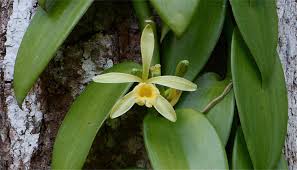 Image result for Vanilla polylepis
