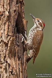 Birds Of Southern Arizona Book Arizona Woodpecker Em 2020 Ninho De Passaro Bicho De Estimacao Animais