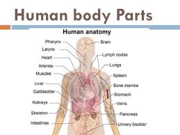 › human anatomy diagram organs. Labeled Diagram Of The Female Body Diagram Base Website