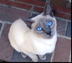 Flowers are blue hydrangea, and blue poppies. The Blue Point Siamese And Lilac Point Siamese