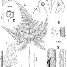 Image result for Triplophyllum protensum