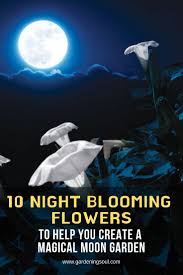 10 Night Blooming Flowers To Help You Create A Magical Moon Garden Mond Garten Nacht Garten Und Blumen Anbauen