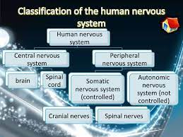 Based on the malaysian spm form 4 science syllabus. Body Coordination Chapter 2 Form 4