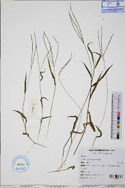 Image result for Digitaria brazzae