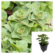 Image result for Coleus caninus
