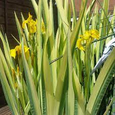 It is a rhizomatous perennial from eastern europe. Iris Pseudacorus Marginatus Yellow Variegated Iris In Gardentags Plant Encyclopedia