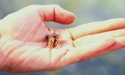 In a lot of ways, a pet like a cat or a dog is very much like a child because responsible owners care for their pets and make su. 10 Great First Pets Howstuffworks