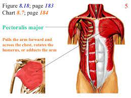 Another exercise that works chest muscles — as well as the arms, abdomen, and back — involves lifting a barbell from the floor, positioning it in front of your chest, and then lifting it over. 2 Chest Abdomen