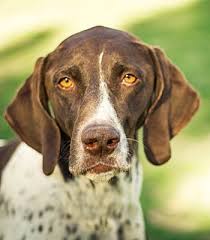 The first german shorthaired pointers are thought to have been bred in germany in the late the issue is that large dogs (and puppies who will become large dogs) have slightly different nutritional german shorthaired pointer rescue groups & breeders. Phoenix Az German Shorthaired Pointer Meet Sadie A Pet For Adoption