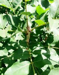 Image result for Zanthoxylum chalybeum