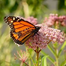 H 4.1 out of 5 stars 29 Turning A Yard Into A Butterfly Paradise Finegardening