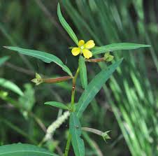 Image result for Ludwigia octovalvis