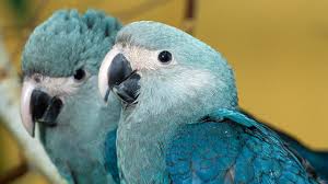 All The Species That Went Extinct In 2018 And Ones On The Brink For 2019 The Weather Channel In 2020 Animal Species Species Macaw