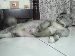 Kucing lokal mudah banget jumpainnya. Cara Memandulkan Kucing Jantan Biaya Pendidikan