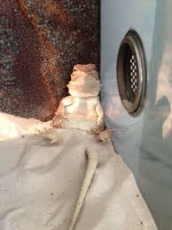 Critterzone Odor Control Without Filters Or Chemical Sprays Bearded Dragon Bearded Dragon Care Cute Reptiles