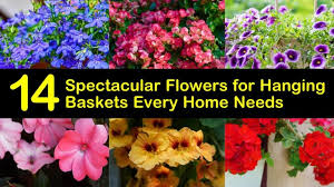 Best flowers for hanging baskets full sun. 14 Spectacular Flowers For Hanging Baskets Every Home Needs