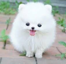 These Sweet Smiling Puppies Will Brighten Up Your Day Cute Pomeranian Cute Animal Photos Pomeranian Puppy