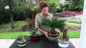 The arizona botanical gardens has been selling cactus for more than 20 years said jason lavelle, owner and arizona certified nursery professional. Cactus Costa Farms