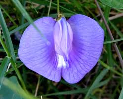 Image result for Centrosema pubescens