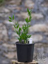 Italian product foliage and green, directly in your store. Danae Racemosa From Burncoose Nurseries