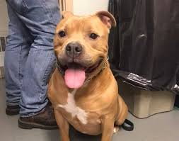 We did not find results for: Welcome To The New England Veterinary Clinic Pet Resort