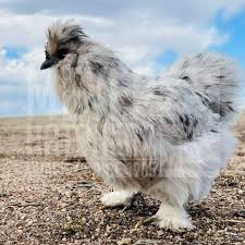 Silkie chicken splash