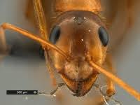 Image result for Landolphia incerta