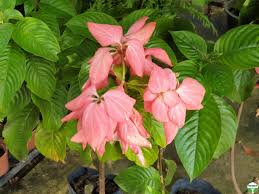Image result for Mussaenda elegans