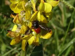Image result for Crotalaria comosa