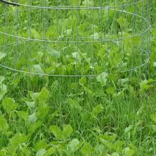 See more ideas about food plot, deer hunting, food plots for deer. Sweet Spot Deer Food Plot Mix Southern States