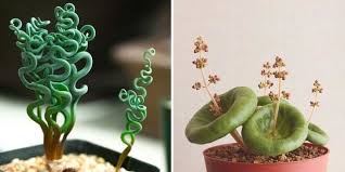 Check spelling or type a new query. 10 Strange But Also Beautiful Houseplants You Never Knew Existed