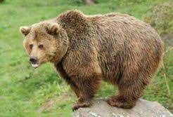 Iucn Red List India Red Data List Red Book Part 1 Pmf Ias
