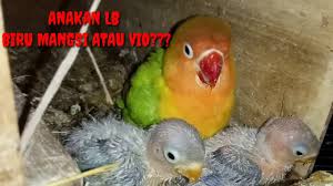 Masteran burung kicauan, terutama lovebird dengan menggunakan media audio mp3 tentunya menjadi daya tarik tersendiri dari kalangan kicaumania indonesia untuk melakukannya. Induk Lovebird Pasjo Anakan Pas Vio Dan Biru Mangsi Please Subscribe Channel Ini Youtube