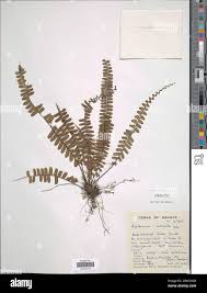 Image result for Asplenium normale