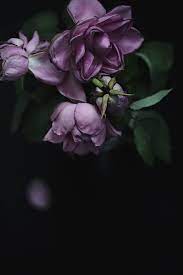 Pin On Plants And Flowers