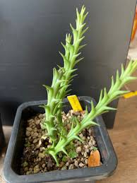 Image result for Orbea paradoxa