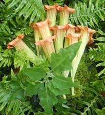 Image result for Brugmansia