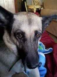 Hutchinson Police Dept was...