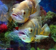 Gambar cicak animasi download gambar wallpaper terbaru. 480 Gambar Hewan Ikan Oscar Gratis Terbaik Gambar Hewan